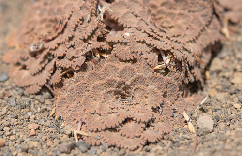 Viola volcanica, photograph 1
