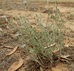 Vittadinia cuneata