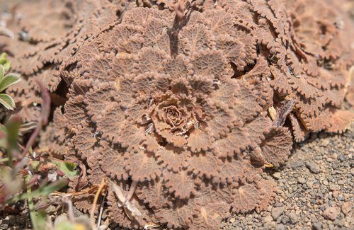 Viola volcanica