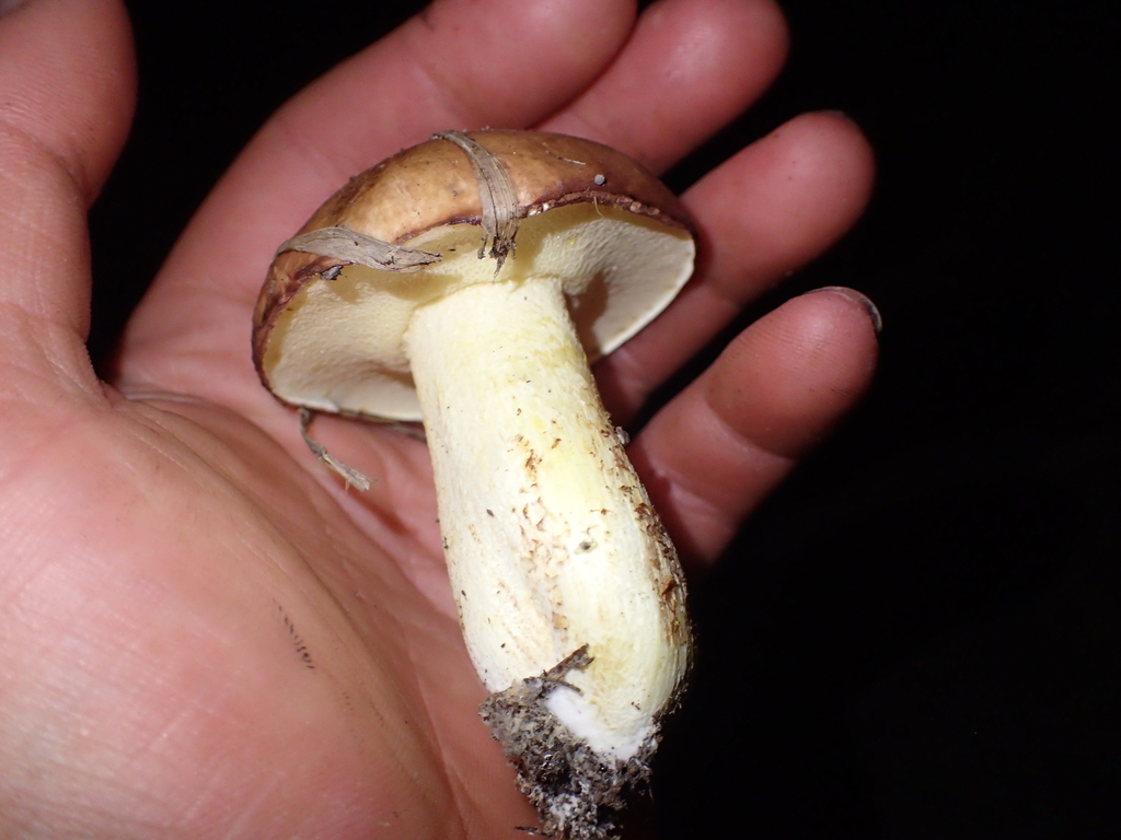 Suillus granulatus · February 2026 · photo: © fuligogirl (iNaturalist, cc-by)