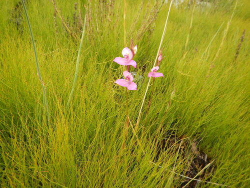 Disa racemosa, photograph 3