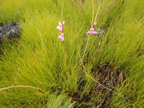 Disa racemosa, photograph 5