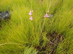 Disa racemosa, photograph (c) James Deacon, some rights reserved (CC BY-SA)