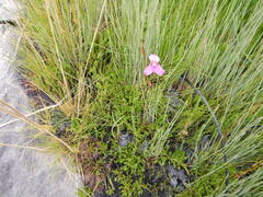Disa racemosa, photograph (c) James Deacon, some rights reserved (CC BY-SA)
