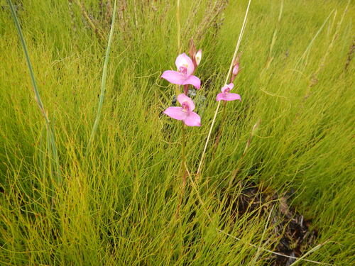 Disa racemosa, photograph 4