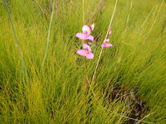 Disa racemosa, photograph (c) James Deacon, some rights reserved (CC BY-SA)
