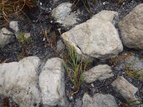 Cederberg plumeseed (Zyrphelis ecklonis)