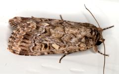 Spodoptera umbraculata
