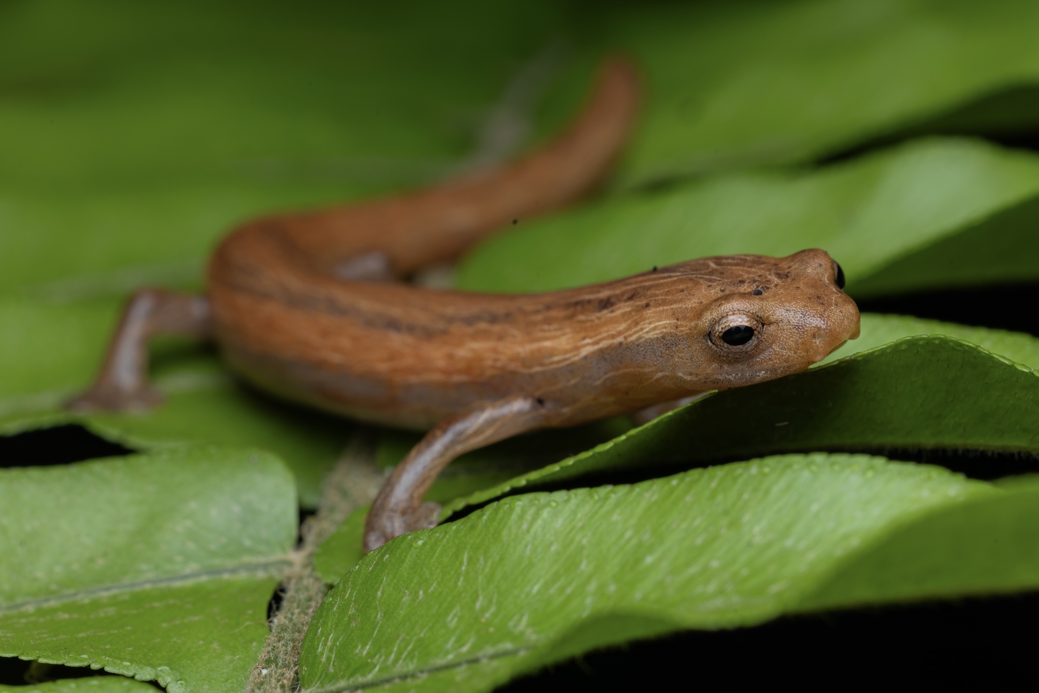 Bolitoglossa chiquitica