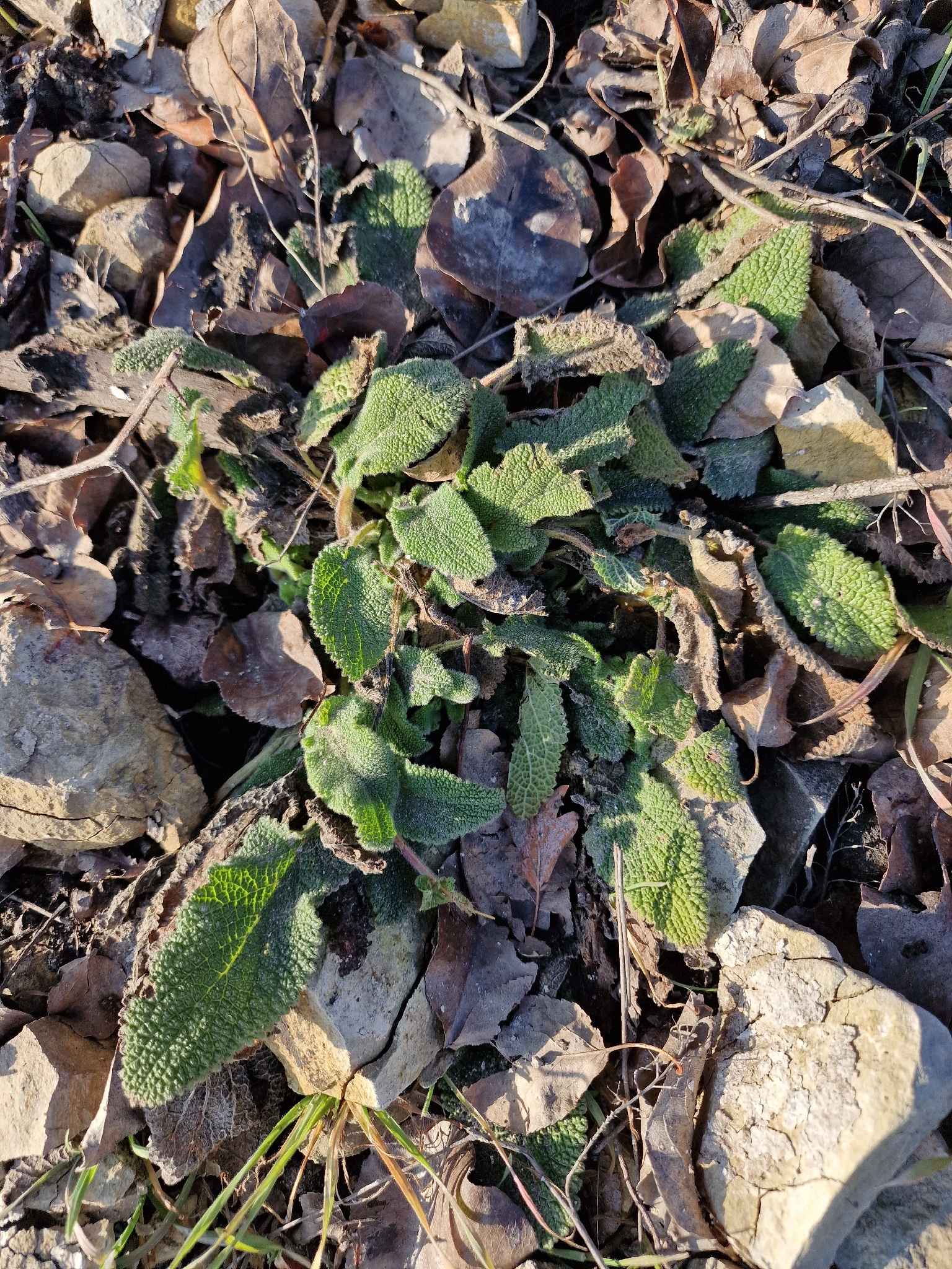 Downy woundwort