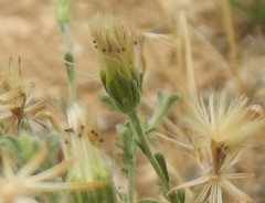 Vittadinia cuneata