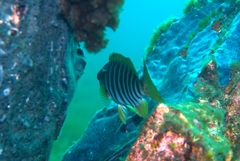 Cochleoceps bicolor