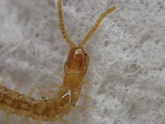 Schendylidae