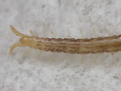 Schendylidae