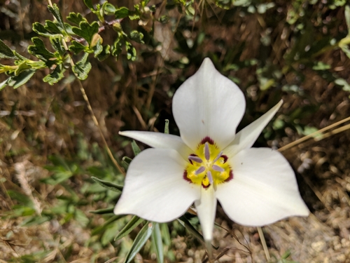 Bruneau Mariposa Lily (Calochortus bruneaunis)