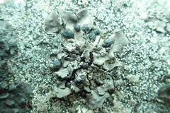 Umbilicaria polyrrhiza