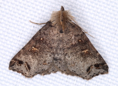 Lithilaria proestans