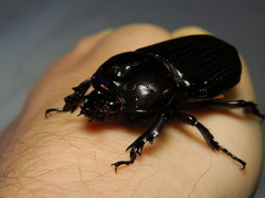 Phileurus