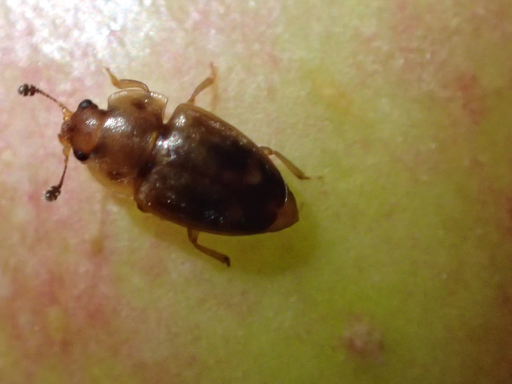 Epuraea