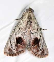 Enchesphora recurvalis