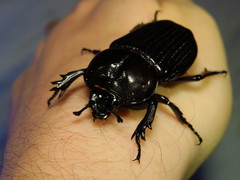 Phileurus
