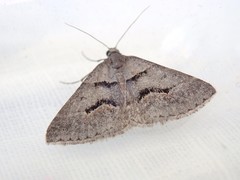 Dichromodes atrosignata