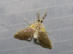 Apilocrocis