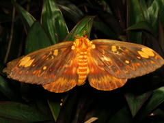 Citheronia bellavista