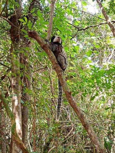 White-headed Marmoset