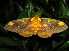 Citheronia bellavista