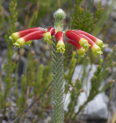 Erica massonii