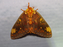 Citheronia bellavista