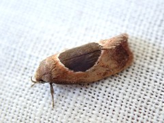Hoplomorpha abalienella