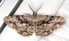 Hypomecis externaria