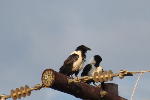 Pied Crow