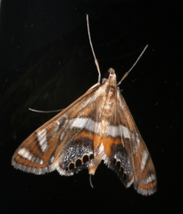 Margarosticha euprepialis
