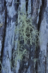 Usnea cornuta