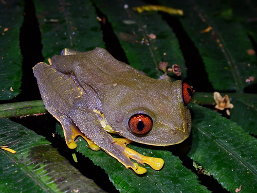 Parker's Forest Treefrog, Leptopelis parkeri