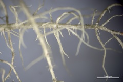 Usnea cornuta