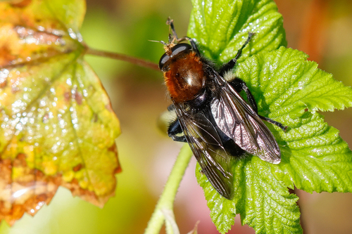 Unknown species found near Lincoln City Yard, OR, USA