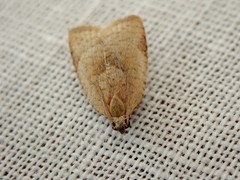 Meritastis ursina