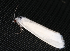 Scirpophaga
