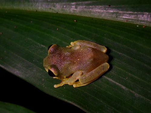 Ruby-eyed Tree Frog, Leptopelis uluguruensis