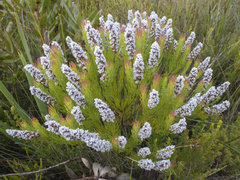 Spatalla mollis