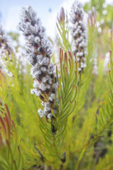 Spatalla mollis
