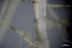 Usnea cornuta