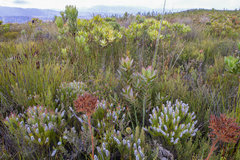 Spatalla mollis
