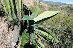 Agave maximiliana