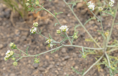 Asynthema gracile (Asynthema gracile)