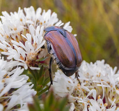 Trichostetha signata